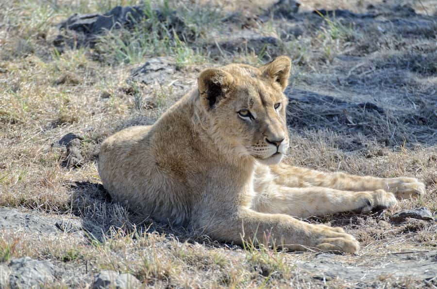 From Johannesburg: Lion & Safari Park Half-Day Tour - What the five-hour schedule really means
