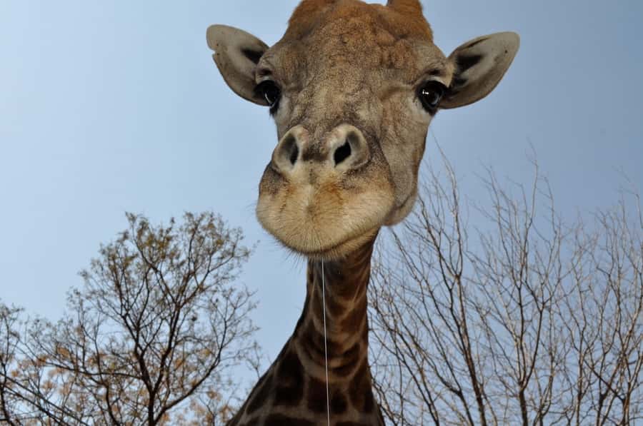 From Johannesburg: Lion & Safari Park Half-Day Tour - What to bring and how to prepare