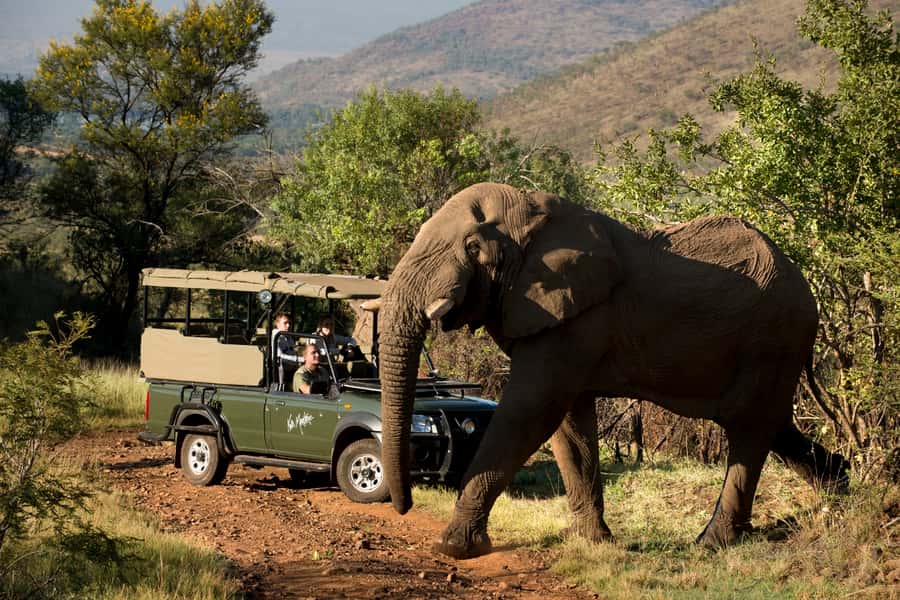 From Johannesburg: Pilanesberg National Park Safari - Key points to know before booking