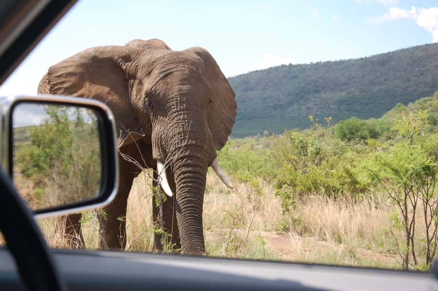 From Johannesburg: Pilanesberg National Park Safari - Practical advice for getting more from the day