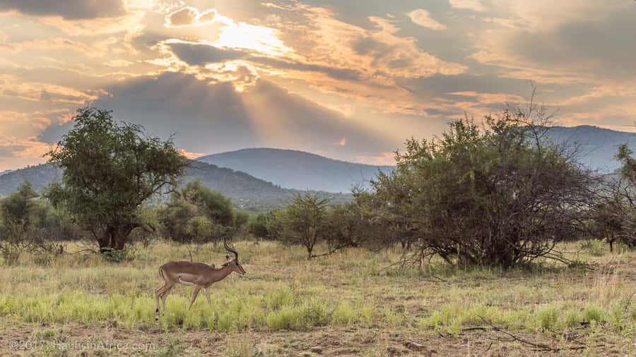 From Johannesburg: Pilanesberg National Park Safari - The Johannesburg pickup and long ride north