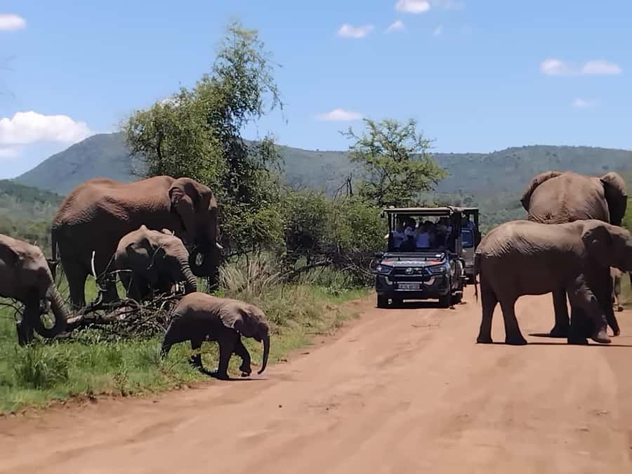 From Johannesburg: Pilanesberg Nature Reserve Game Safari - Should you book the Pilanesberg day safari?