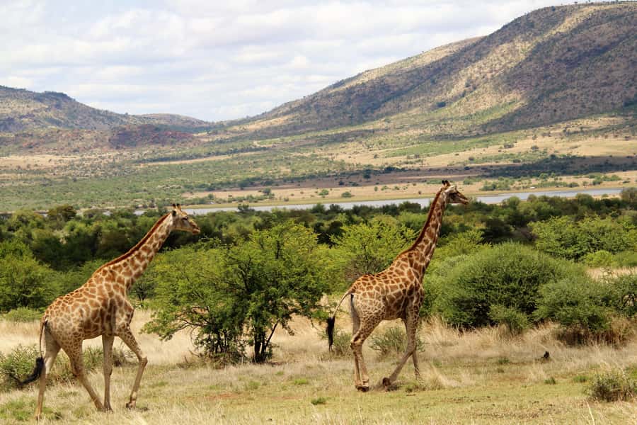 From Johannesburg: Pilanesberg Nature Reserve Game Safari - Weather, clothing, and what to pack