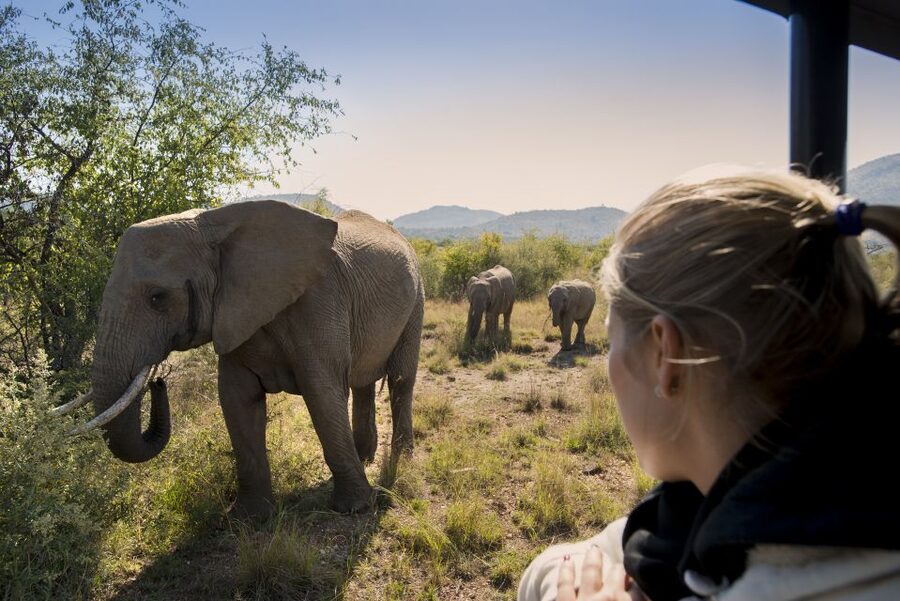 From Johannesburg: Pilanesberg Nature Reserve Game Safari - Price and the extra conservation fee