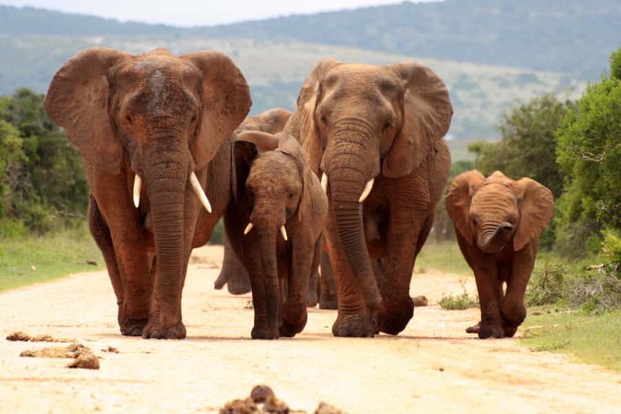 From Johannesburg: Pilanesberg Wildlife Safari - Why Pilanesberg works as a Johannesburg safari