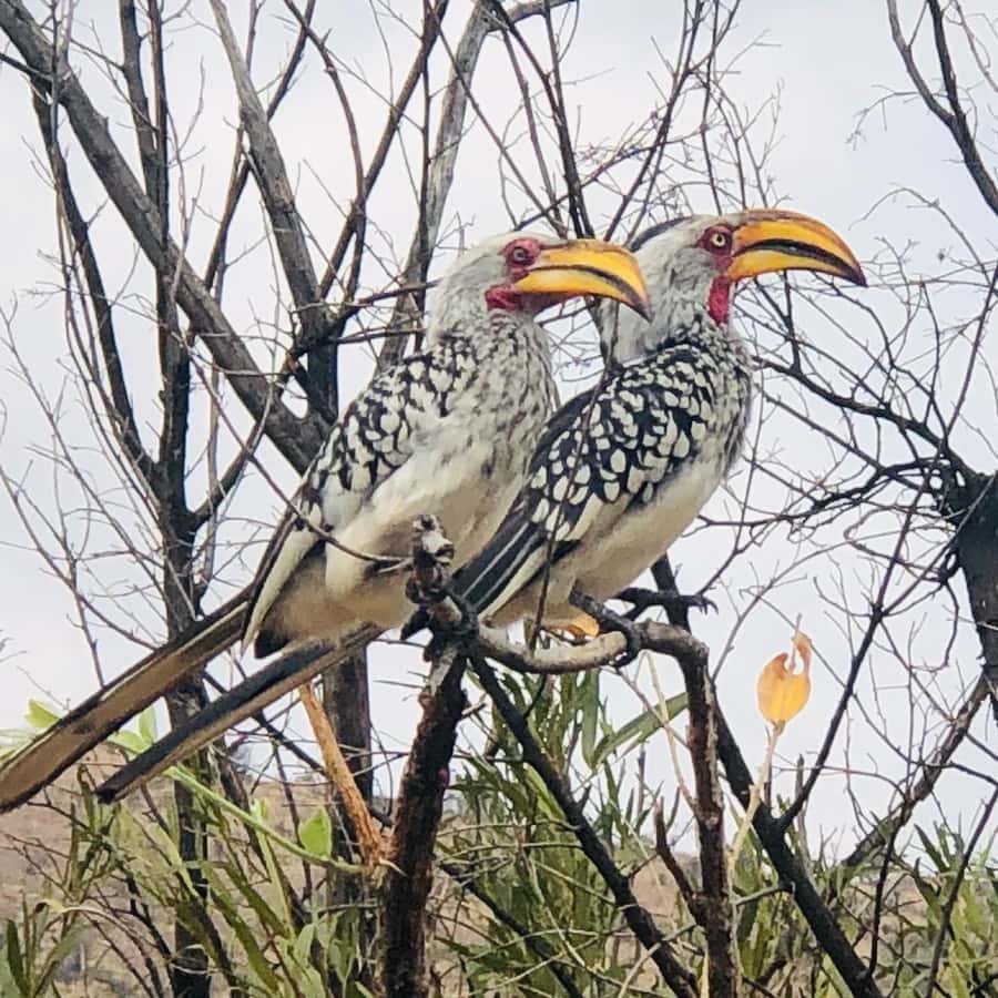 From Johannesburg: Pilanesberg Wildlife Safari - What the 12-hour day feels like