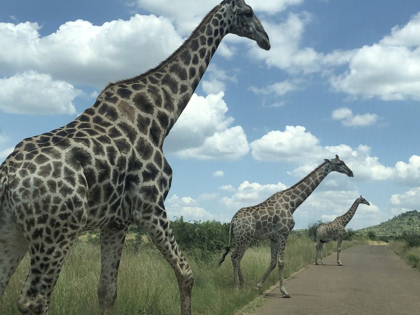 From Johannesburg: Pilanesberg Wildlife Safari - Malaria-free viewing and practical preparation