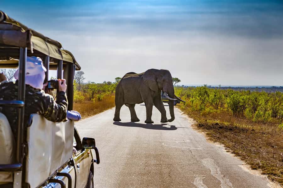 From Johannesburg: Pilanesberg Wildlife Safari - Choosing an open jeep or closed minibus