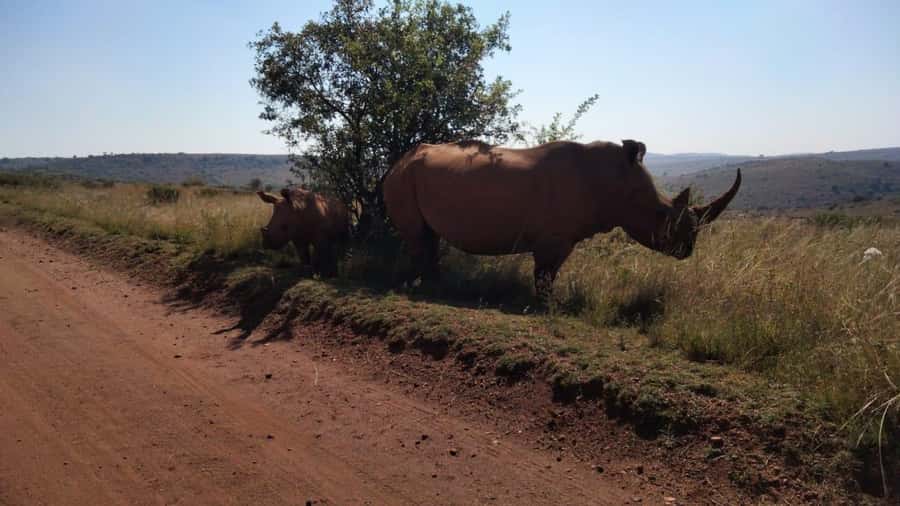 From Johannesburg: Rhino & Lion Safari and Wonder Cave Tour - The drive from Johannesburg to Bothongo