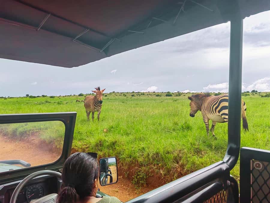 From Johannesburg: Rhino & Lion Safari and Wonder Cave Tour - The open-vehicle safari at Bothongo