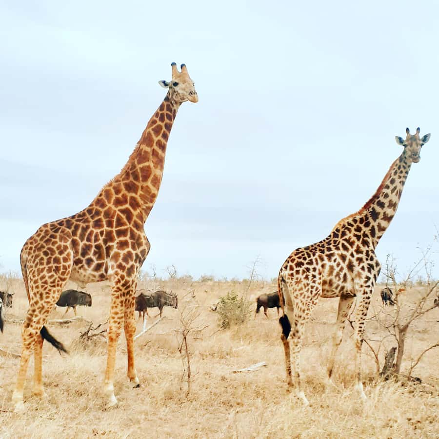 From Malelane: Kruger National Park Afternoon Safari - What makes this afternoon safari worth considering