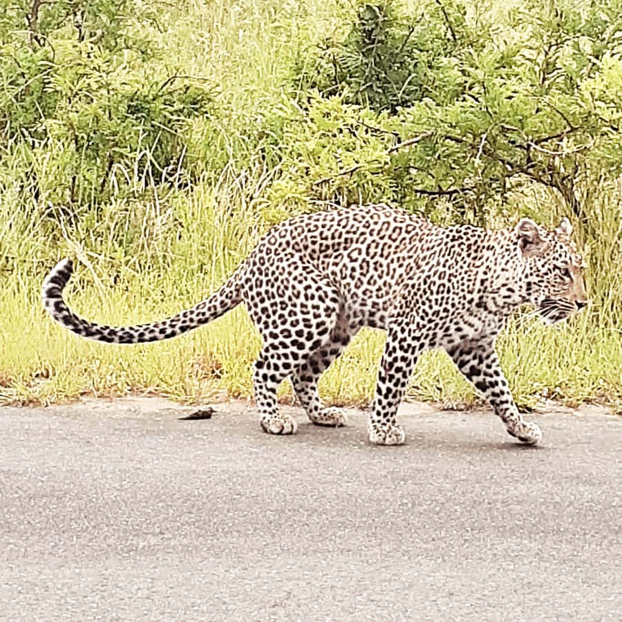 From Malelane: Kruger National Park Afternoon Safari - Starting in Malelane between 13:00 and 13:30