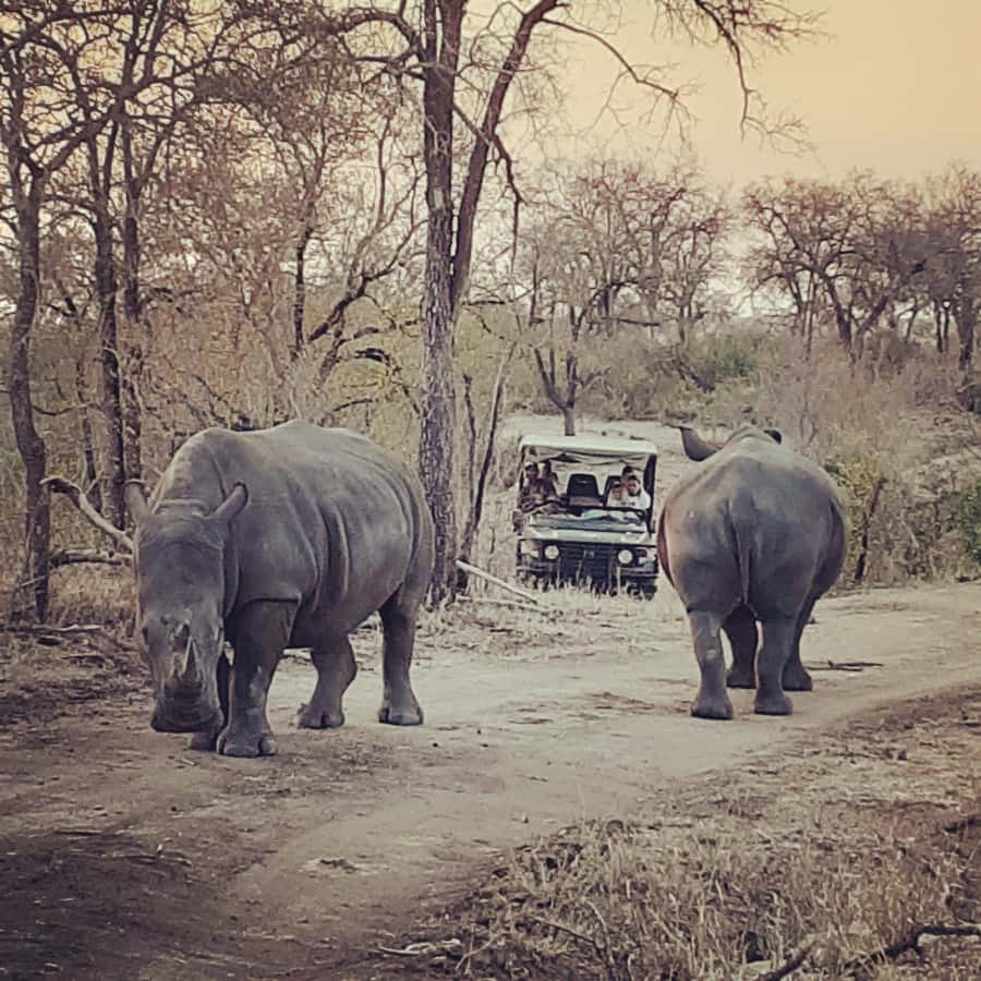 From Malelane: Kruger National Park Afternoon Safari - The afternoon search for animals, birds, and trees
