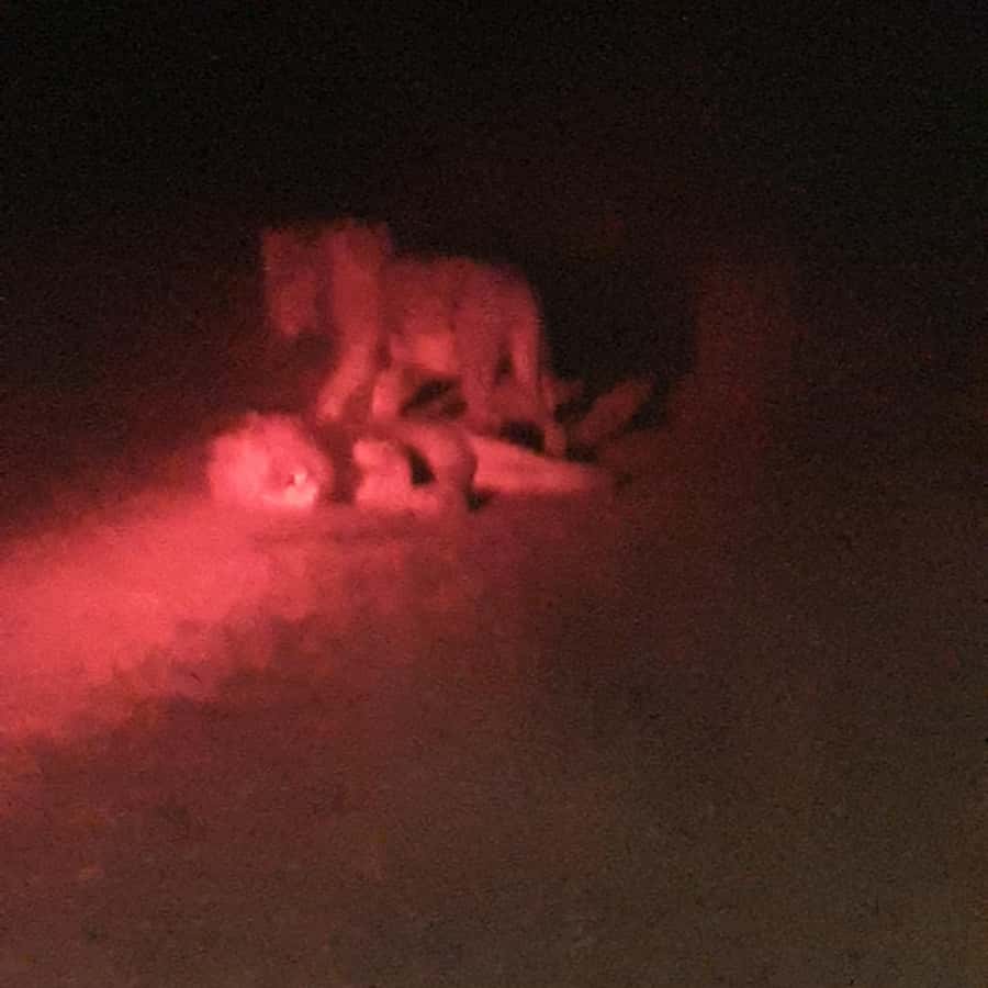 From Malelane: Kruger National Park Afternoon Safari - Why the late hours matter