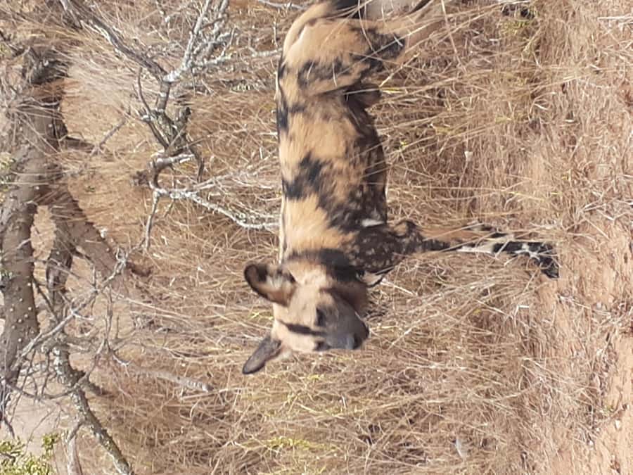 From Malelane: Kruger National Park Full-Day Safari - Why the early start matters in Kruger