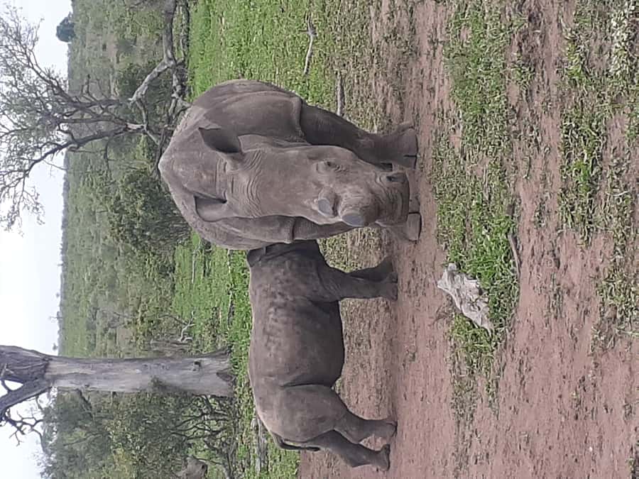 From Malelane: Kruger National Park Full-Day Safari - The open-sided 4x4 makes the difference