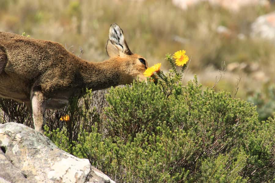 From Oudtshoorn: Full-Day Private Swartberg Mountain Tour - Why this Swartberg route is more than a scenic drive