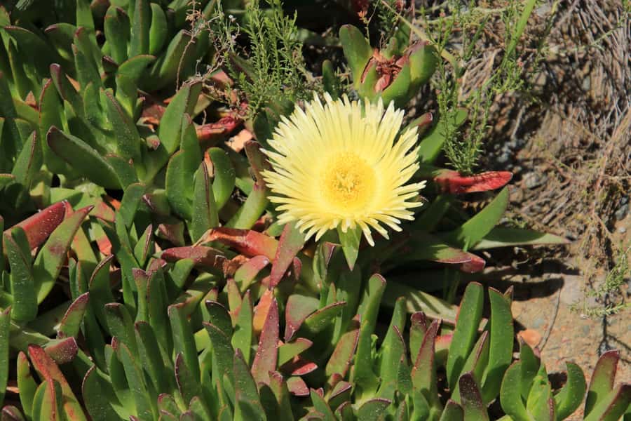 From Oudtshoorn: Full-Day Private Swartberg Mountain Tour - Fynbos, proteas, and the small details along the pass