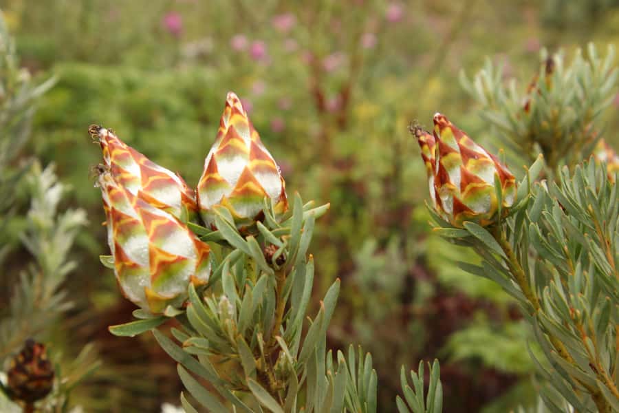 From Oudtshoorn: Full-Day Private Swartberg Mountain Tour - Is $229 per person good value?