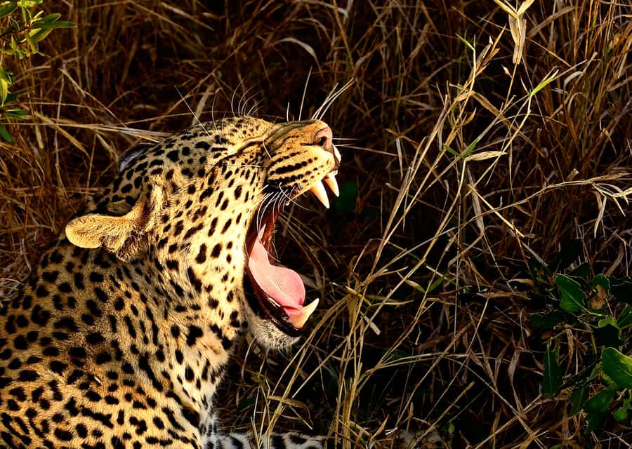 From Richards Bay: Hluhluwe Imfolozi Game Reserve Day Trip - Leaving Richards Bay in a closed vehicle