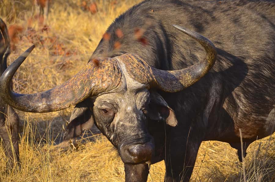 From Richards Bay: Hluhluwe Imfolozi Game Reserve Day Trip - The northern Hluhluwe section
