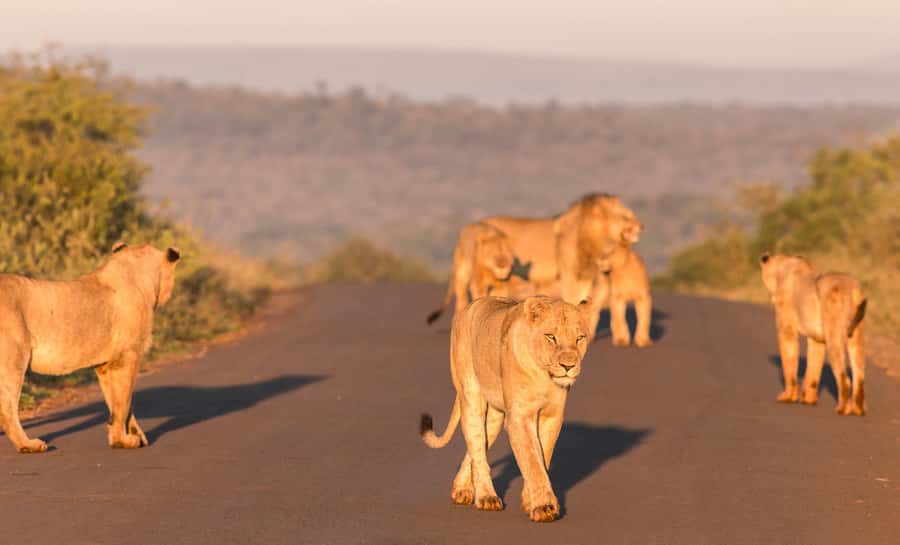From St Lucia: 3 Day 2 Night Hluhluwe,St Lucia, iSimangaliso - Why St Lucia makes a smart safari base