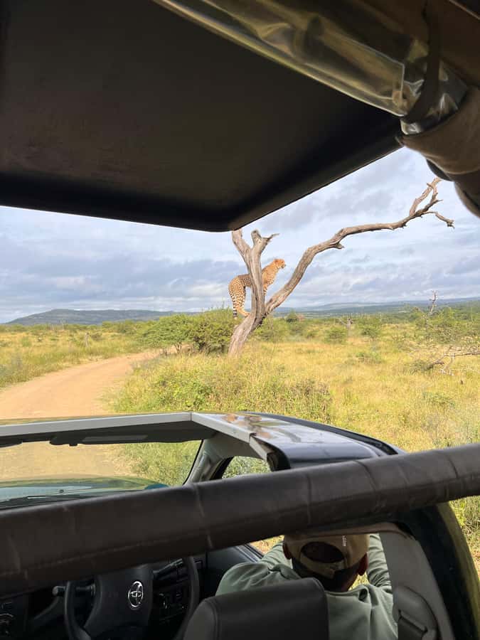 From St Lucia: 3 Day 2 Night Hluhluwe,St Lucia, iSimangaliso - Who should book this safari?
