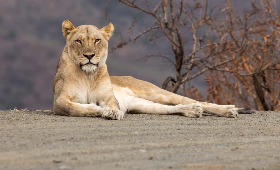 From St Lucia: Big 5 Safari in the Hluhluwe-Imfolozi Park - Why Hluhluwe iMfolozi makes a strong safari choice