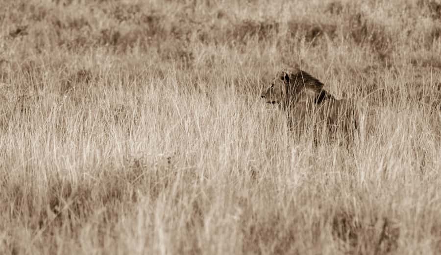 From St Lucia: Big 5 Safari in the Hluhluwe-Imfolozi Park - Price and what the $158 covers