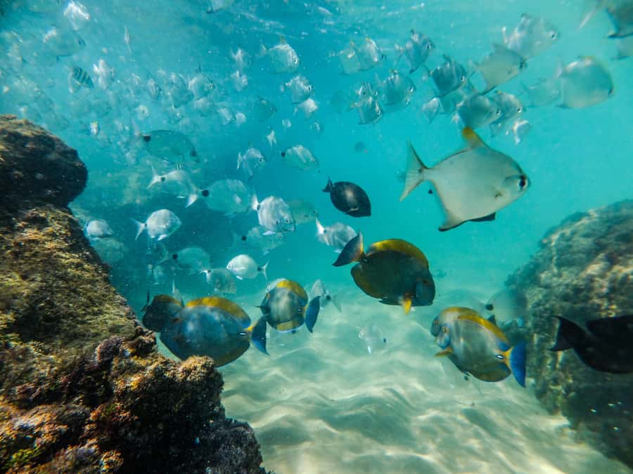 From St Lucia: Cape Vidal Full-Day Snorkeling Safari - The guides and the feel of the outing