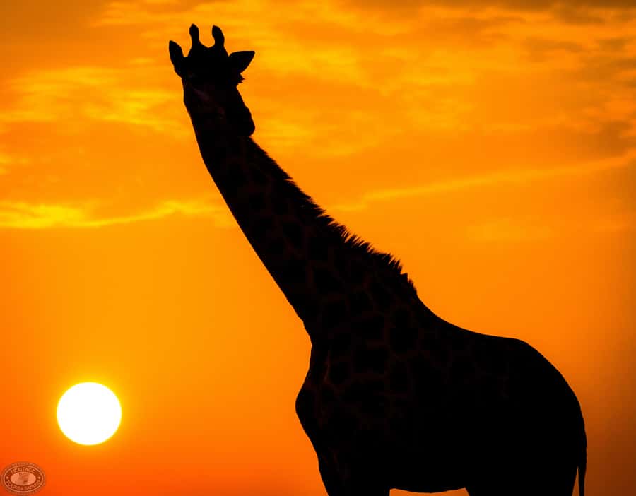 From St Lucia: iSimangaliso Sunset Safari - Wildlife possibilities, from rhino to crocodile