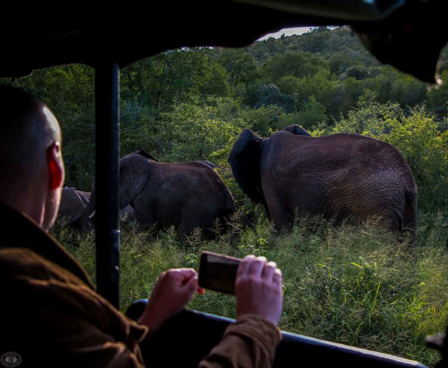 From St Lucia: iSimangaliso Wetland Park Night Drive Safari - Looking for leopard, elephant, and buffalo