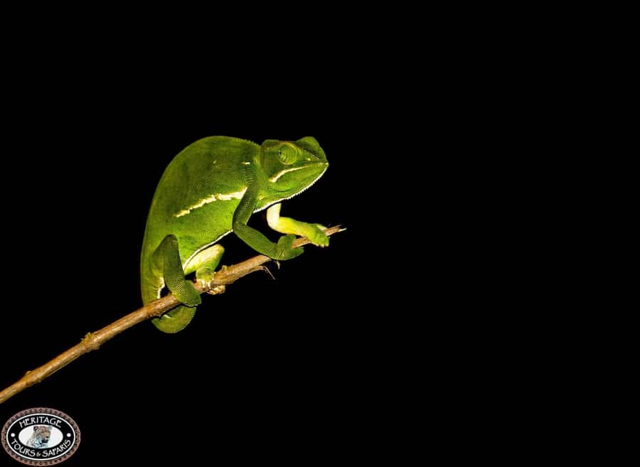 From St Lucia: iSimangaliso Wetland Park Night Drive Safari - Why the spotlight changes the experience