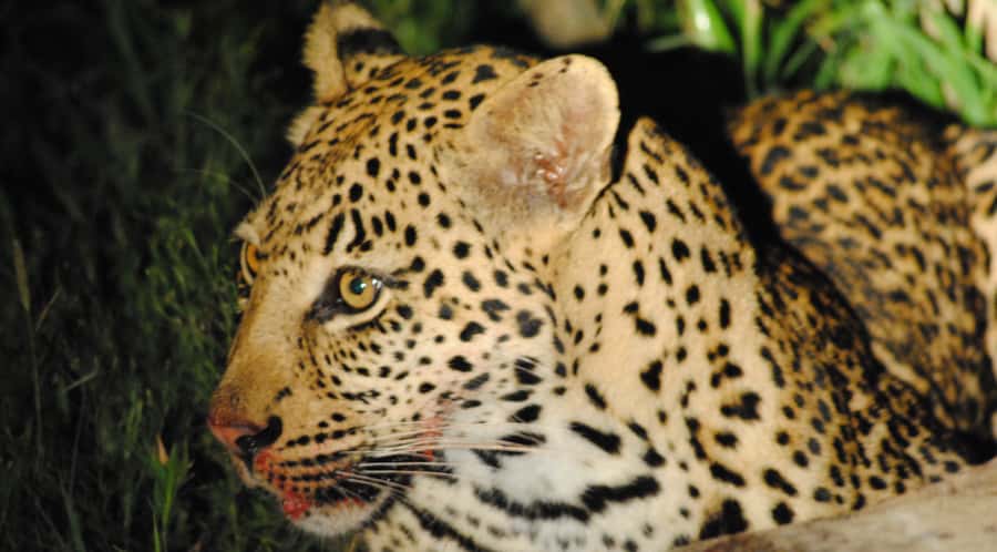 From St Lucia: iSimangaliso Wetland Park Night Drive Safari - Is $46 a fair price?