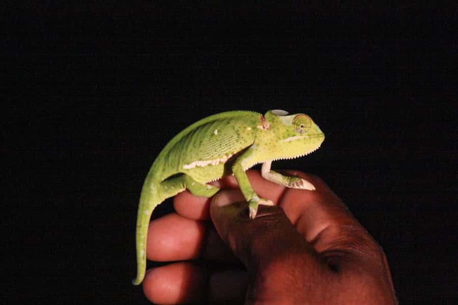 From St Lucia: iSimangaliso Wetland Park Night Drive Safari - Searching for bush babies and aardvarks