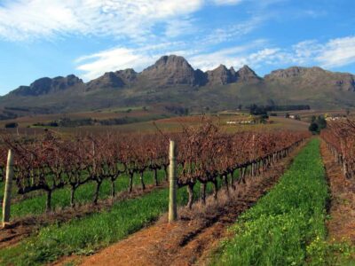 Hop-On Hop-Off Wine Tour Southern Route