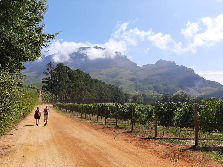 From Stellenbosch: Stellenbosch Guided Vineyard Walk - The first winery and a tasting among the trees