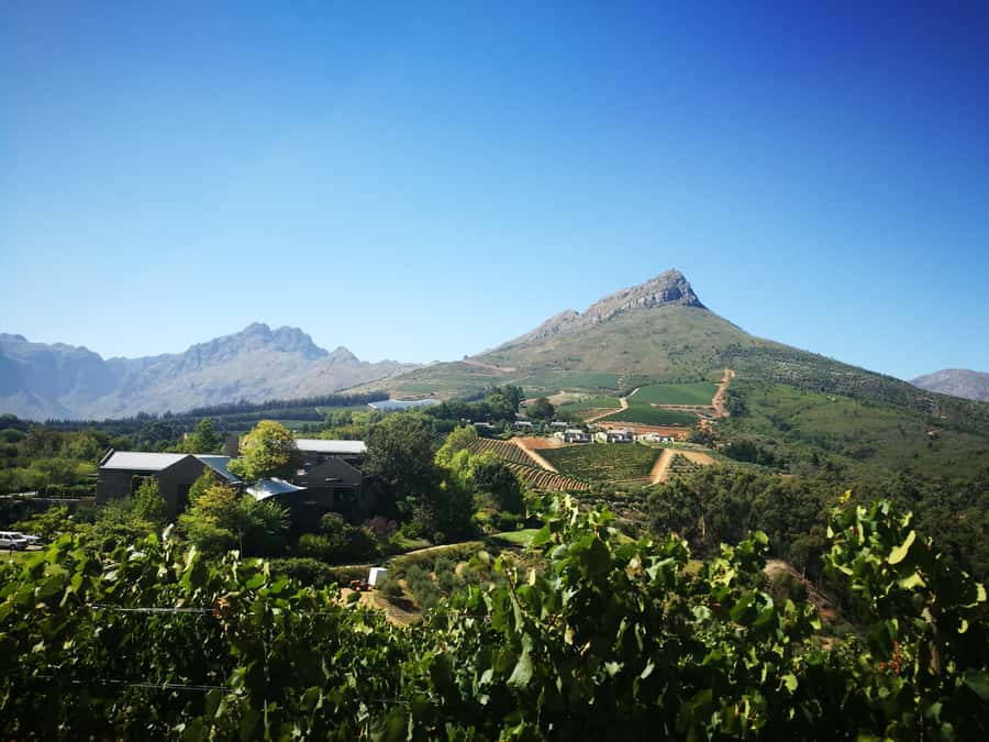 From Stellenbosch: Stellenbosch Guided Vineyard Walk - Through proteas and olive trees to the second farm