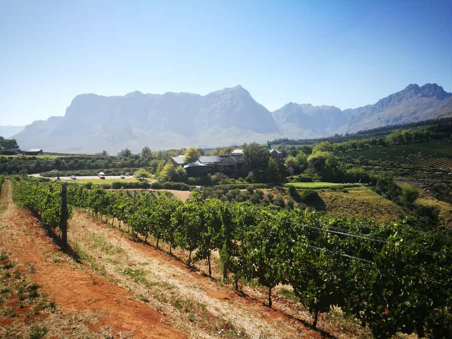 From Stellenbosch: Stellenbosch Guided Vineyard Walk - Inside the cellar