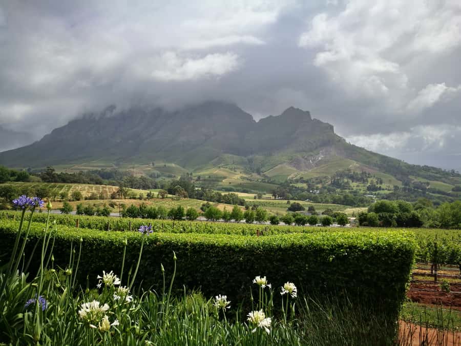 From Stellenbosch: Stellenbosch Guided Vineyard Walk - What to bring for the Western Cape sun