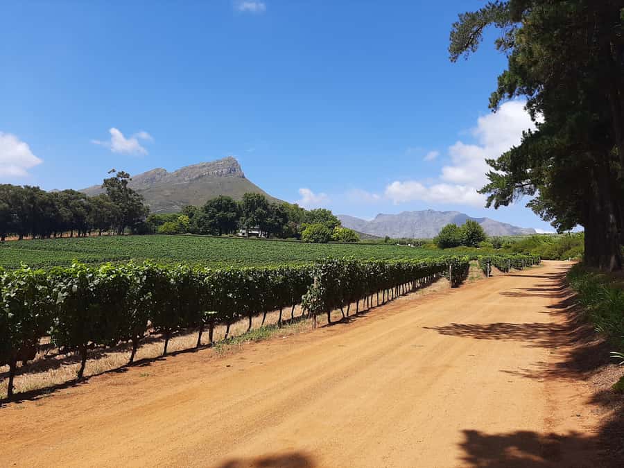 From Stellenbosch: Stellenbosch Guided Vineyard Walk - Cabernet Sauvignon, Pinot Noir, and the vine rows