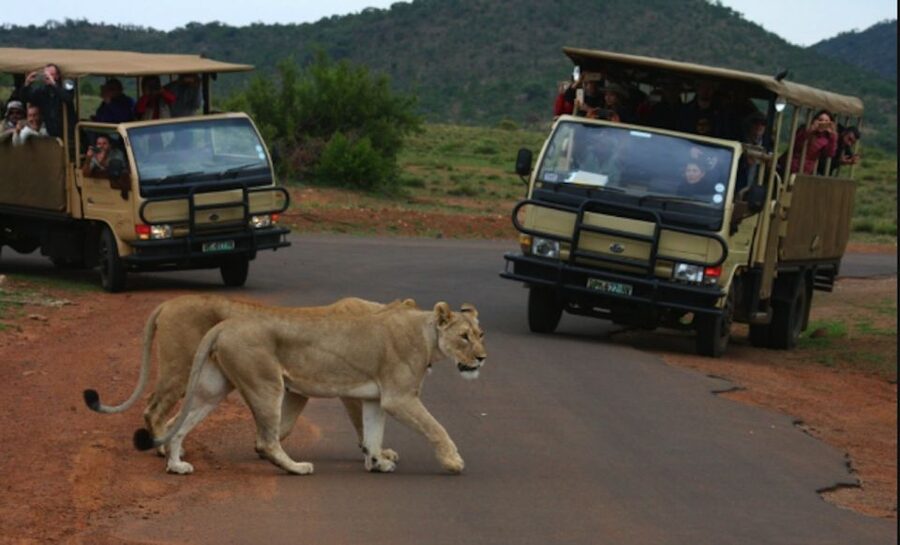 From Sun City: Pilanesberg National Park 3-Hour Game Drive - What the three-hour drive is like