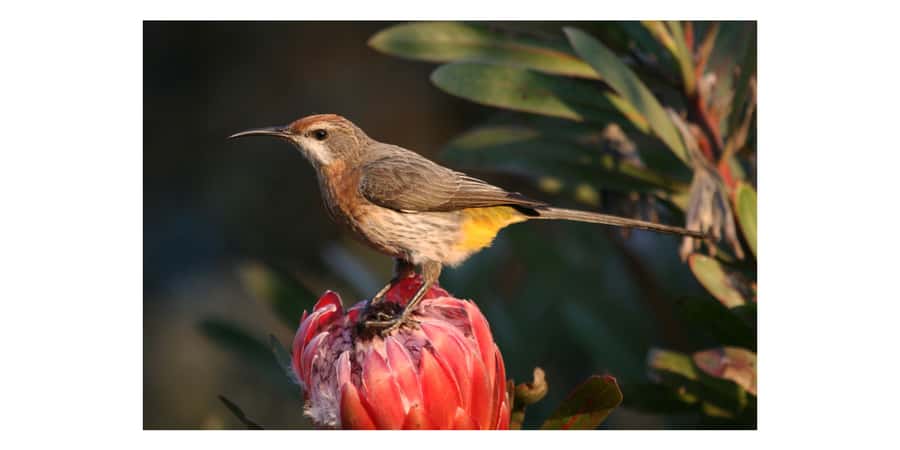From Underberg: Sani Pass Birding Tour with Birding Guide - Wetlands, scrubland, and narrowly distributed species