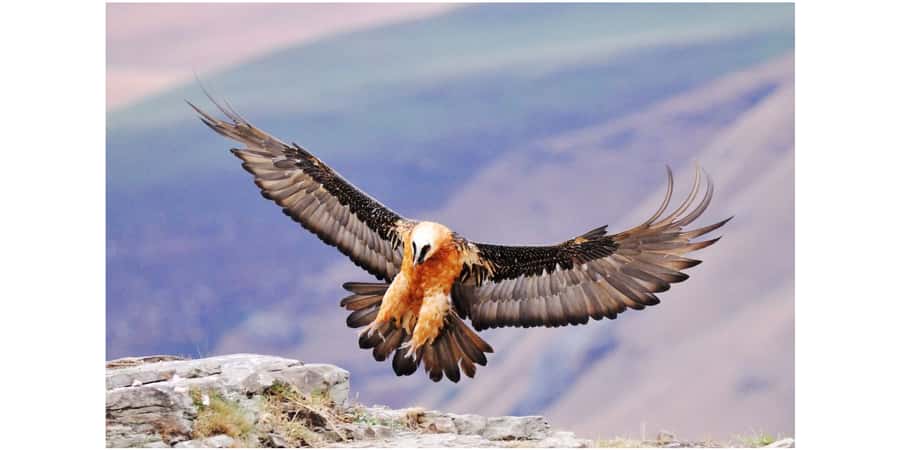 From Underberg: Sani Pass Birding Tour with Birding Guide - From grassland to the first birding areas