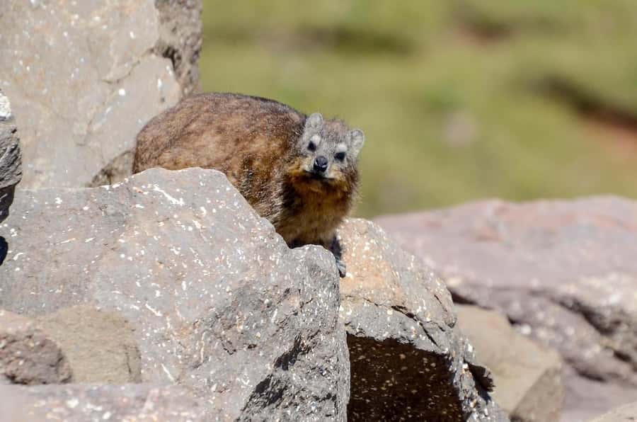From Underberg: Sani Pass Private Day Tour - Key things to know before you book