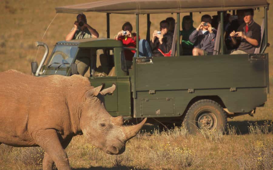 Full-Day Addo Park & Schotia Game Reserve (Open 4x4 vehicle) - Key points at a glance