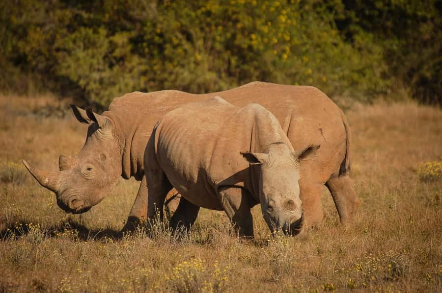 Full-Day Addo Park & Schotia Game Reserve (Open 4x4 vehicle) - Four hours in Addo Elephant National Park