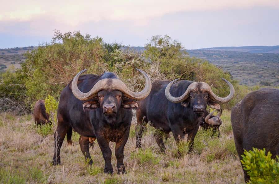 Full-Day Addo Park & Schotia Game Reserve (Open 4x4 vehicle) - Three hours in Schotia Private Game Reserve