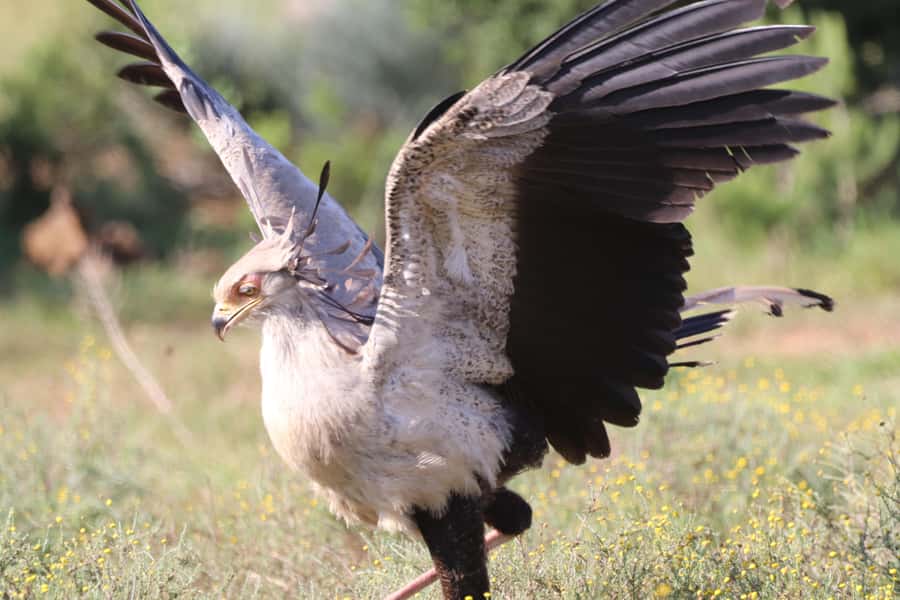 Full-Day Addo Park & Schotia Game Reserve (Open 4x4 vehicle) - What makes the guiding worth paying for