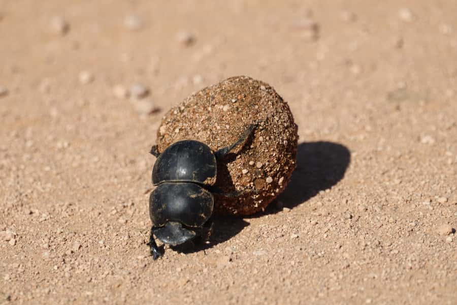 Full-Day Addo Park & Schotia Game Reserve (Open 4x4 vehicle) - Who should book this safari?